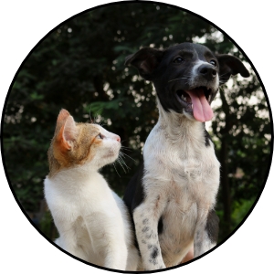 Cat and Dog